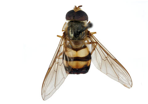 horishanus_m_dorsal_copy.jpg