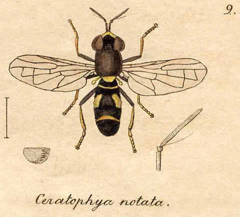ceratophyga_notata.jpg
