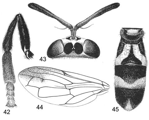 paramixogaster_wegneri.jpg